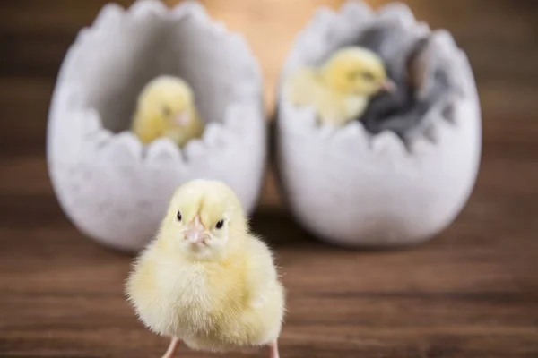 Easter rabbit and chicken in the shell of eggs.