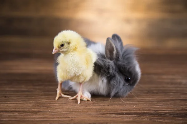 Easter Rabbit Shell Eggs Yellow Chicken — Stock Photo, Image