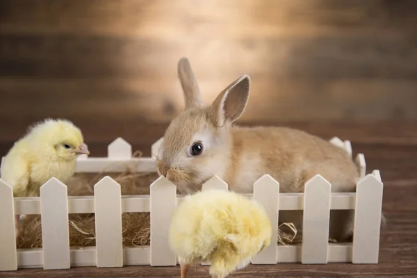 Gelbe Osterhühner Und Ein Hase Hof — Stockfoto