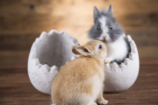 Easter Rabbit Egg Shells — Stock Photo, Image