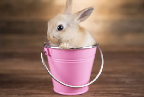Easter Rabbit Basket — Stock Photo, Image