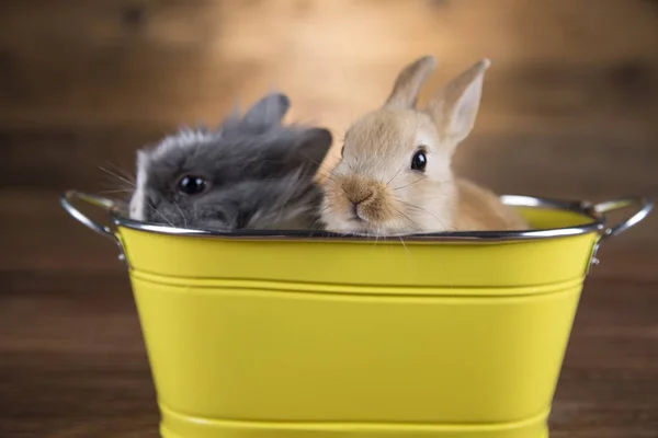 Lapin Pâques Dans Panier — Photo