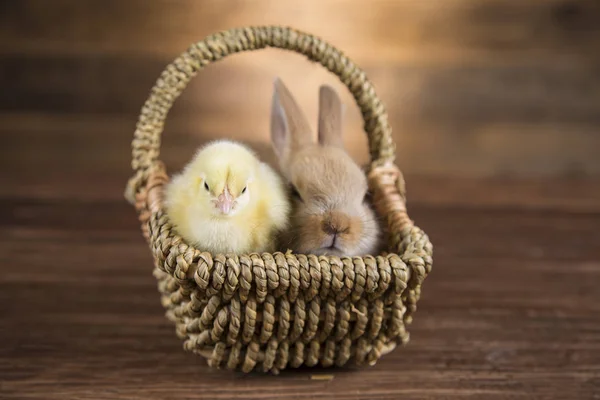 Easter brown rabbit in a basket and chicken