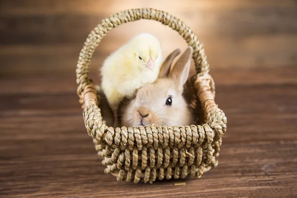 Barna Húsvéti Nyúl Egy Kosár Csirke — Stock Fotó