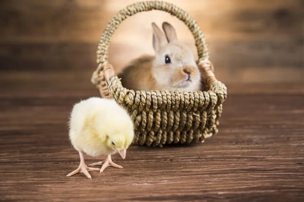Easter Brown Rabbit Basket Chicken — Stock Photo, Image