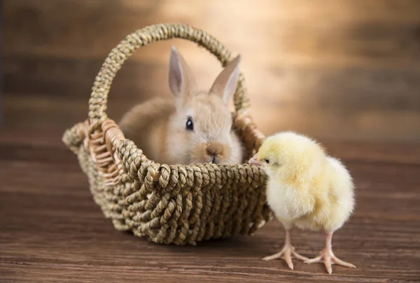 Osterhasen Korb Und Hühner — Stockfoto