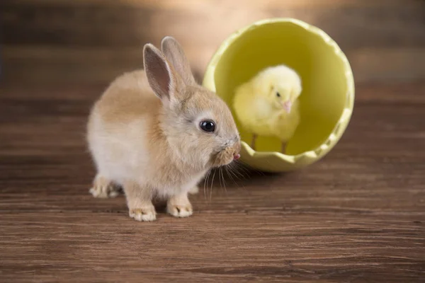 Easter Rabbit Chicken Shell Eggs — Stock Photo, Image