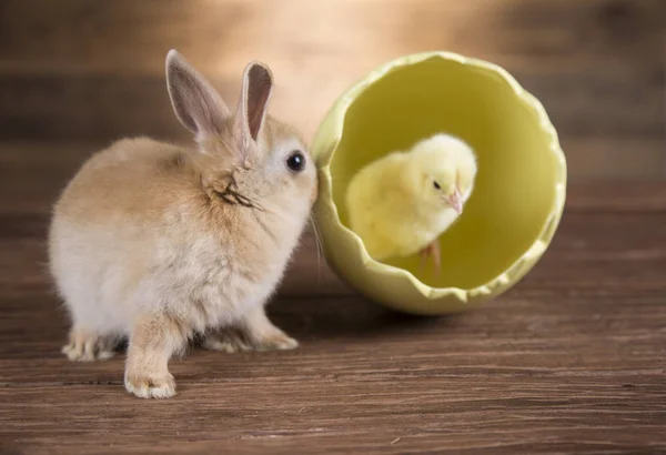 Easter rabbit and chicken in the shell of eggs