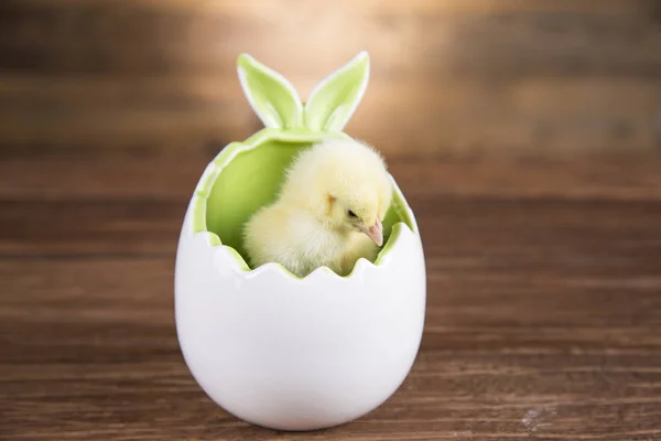 Easter Chicken Shell Eggs — Stock Photo, Image