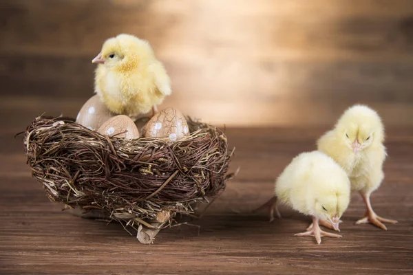 Easter Chickens Basket Stock Photo