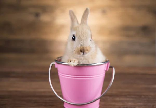 Easter Rabbit Basket Stock Picture