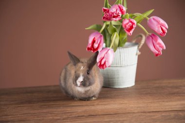 Paskalya tavşanı. Pembe Laleler.