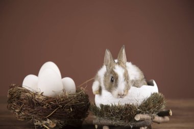 Bir Wilkin sepeti Paskalya tavşan. Bahar çiçekleri.
