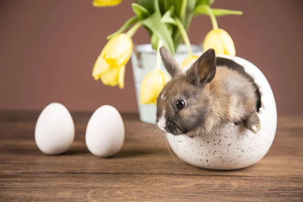 Coniglio Pasquale Nel Guscio Delle Uova Tulipani Gialli — Foto Stock