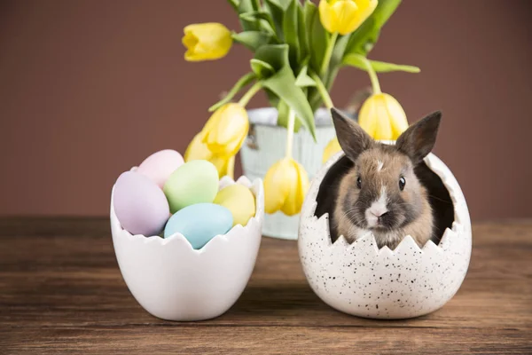 Easter Rabbit Shell Eggs Yellow Tulips — Stock Photo, Image