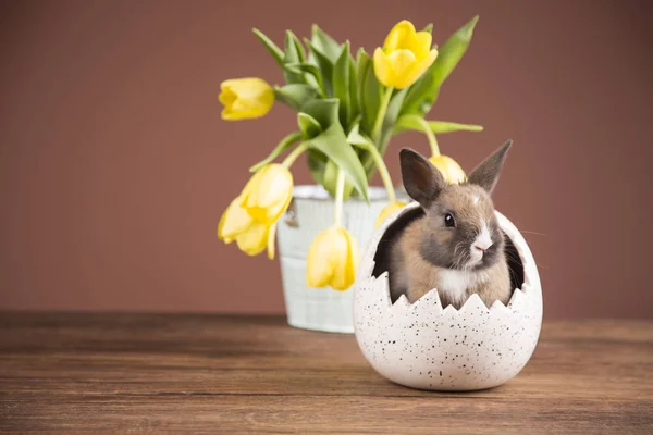 Coelho Páscoa Casca Dos Ovos Tulipas Amarelas — Fotografia de Stock