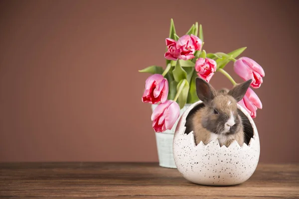 Pasen Konijn Roze Tulpen — Stockfoto