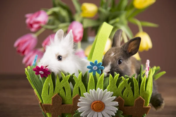 Easter Kittens Colorful Basket Colorful Tulips — Stock Photo, Image