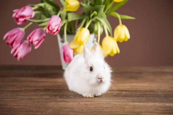 Easter Rabbit Wilkin Basket Spring Flowers — Stock Photo, Image