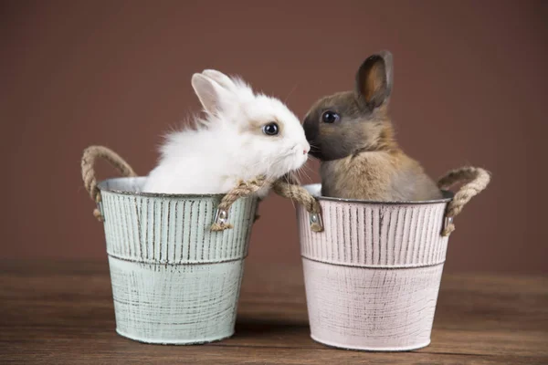 Easter Rabbits Colorful Buckets — Stock Photo, Image