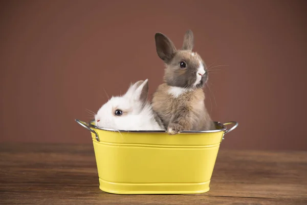 Lapins Pâques Dans Des Seaux Colorés — Photo