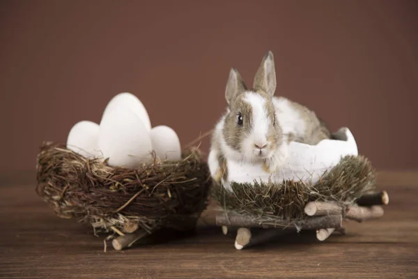 Lapin Pâques Dans Panier Wilkin Fleurs Printemps — Photo