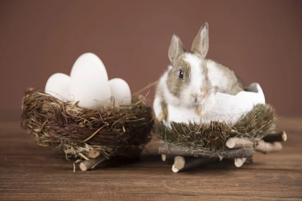 Lapin Pâques Dans Panier Wilkin Fleurs Printemps — Photo