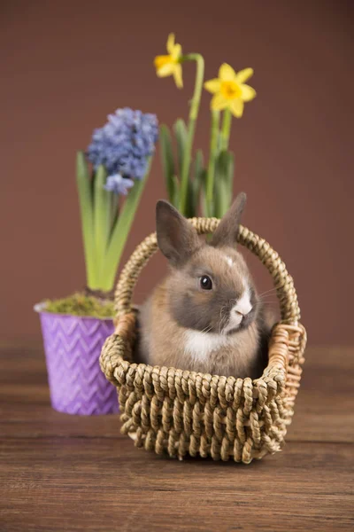 Easter Rabbit Wilkin Basket Spring Flowers — Stock Photo, Image