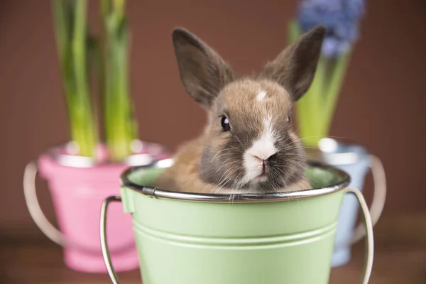 Påsk Kanin Färgglada Hinkar — Stockfoto