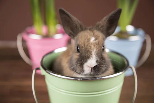 Lapins Pâques Dans Des Seaux Colorés — Photo