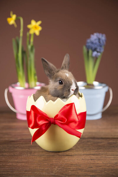 Easter rabbit in a wilkin basket. Spring flowers.