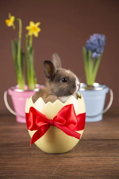 Easter Rabbit Eggshell Colorful Tulips Red Bow — Stock Photo, Image