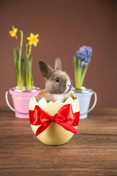 Easter Rabbit Eggshell Colorful Tulips Red Bow — Stock Photo, Image