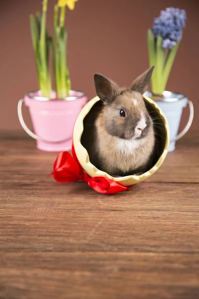 Пасхальный Кролик Яичной Скорлупе Цветные Тюльпаны Красный Лук — стоковое фото