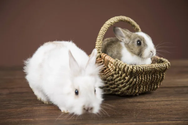 Пасхальные Кролики Корзине — стоковое фото