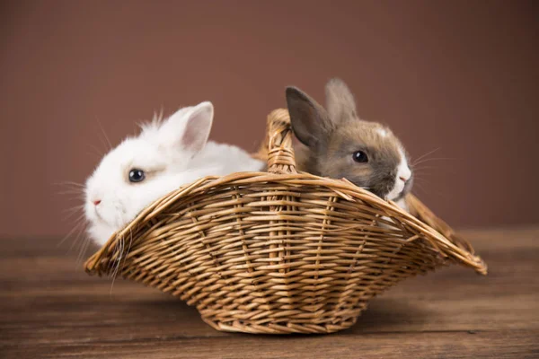 Easter Rabbits Wilkin Basket — Stock Photo, Image