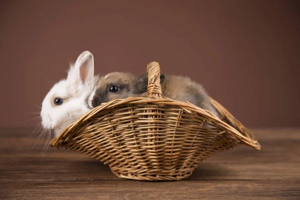 Пасхальные Кролики Корзине — стоковое фото