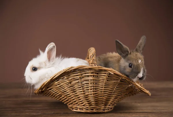 Osterhasen Weidenkorb — Stockfoto