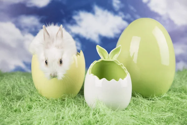 Conejo Pascua Una Cáscara Huevos Huevos Coloridos —  Fotos de Stock