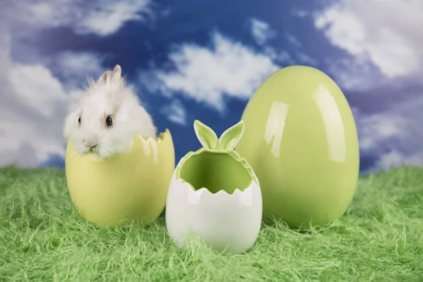 Conejo Pascua Una Cáscara Huevos Huevos Coloridos —  Fotos de Stock