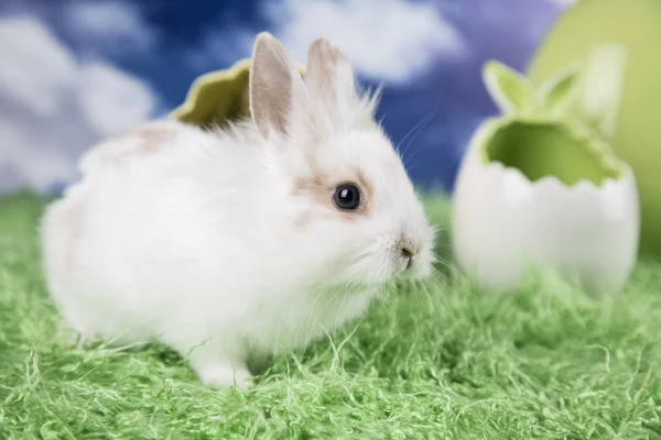 Conejos Pascua Huevos Coloridos Sobre Hierba Verde —  Fotos de Stock