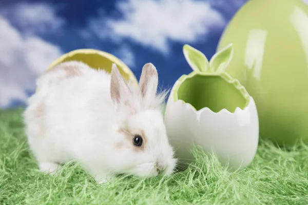 Conejos Pascua Huevos Coloridos Sobre Hierba Verde —  Fotos de Stock