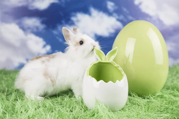 Conejos Pascua Huevos Coloridos Sobre Hierba Verde —  Fotos de Stock