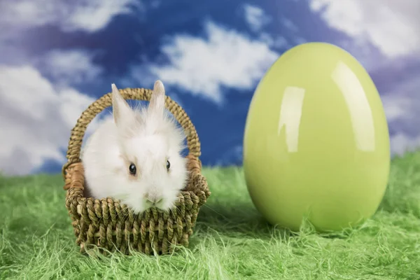 Conejo Pascua Coloridos Huevos Pascua —  Fotos de Stock