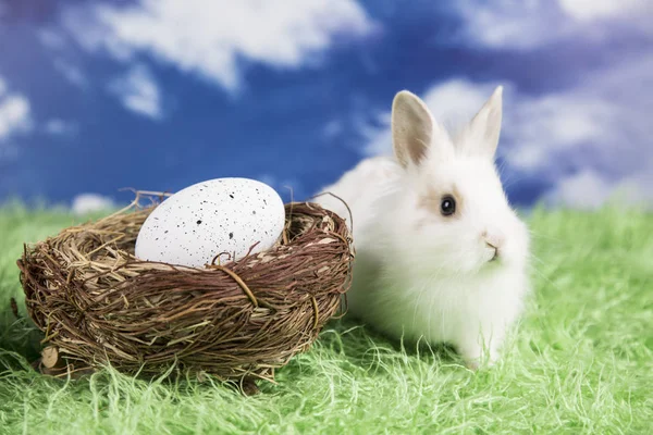 Easter Rabbit Colorful Easter Eggs — Stock Photo, Image