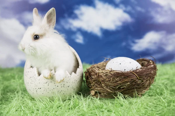 Conejo Pascua Una Cáscara Huevos Huevos Coloridos —  Fotos de Stock