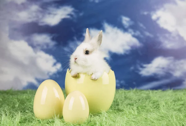 Conejo Pascua Una Cáscara Huevos Huevos Coloridos —  Fotos de Stock