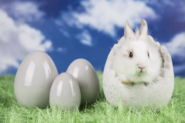 Conejo Pascua Una Cáscara Huevos Huevos Coloridos —  Fotos de Stock