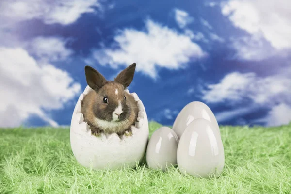 Conejo Pascua Una Cáscara Huevos Huevos Coloridos —  Fotos de Stock