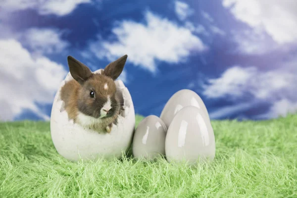 Conejo Pascua Una Cáscara Huevos Huevos Coloridos —  Fotos de Stock